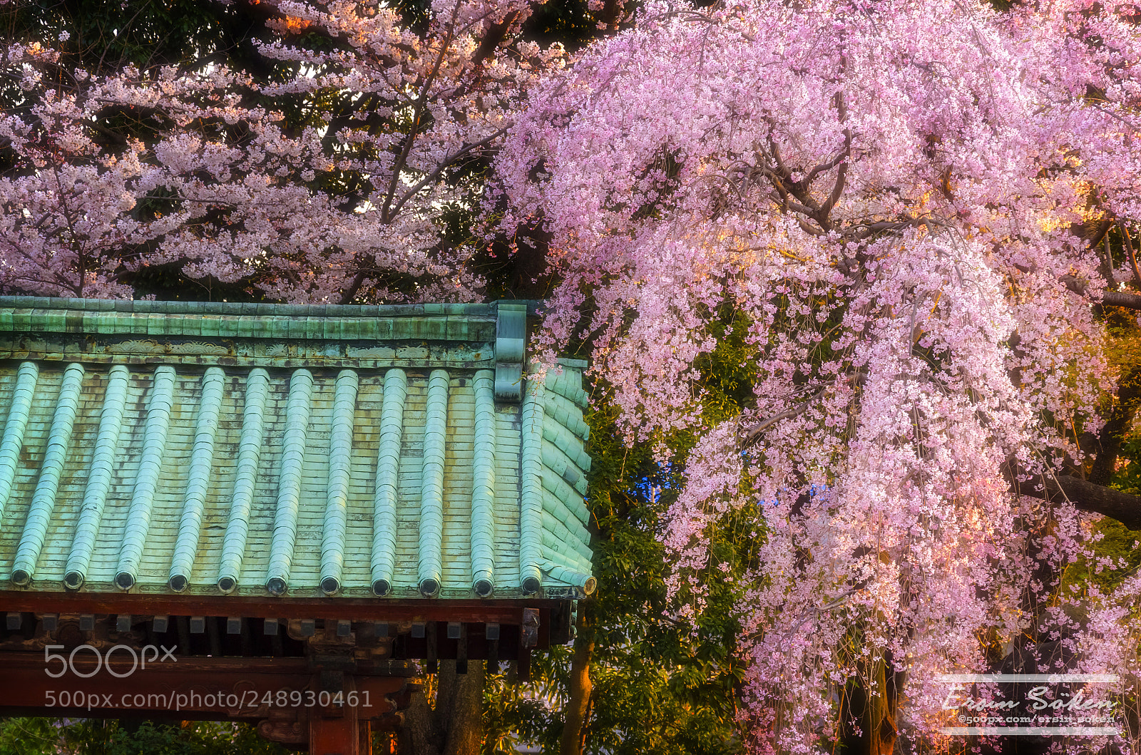 Nikon D7000 sample photo. Spring is coming photography