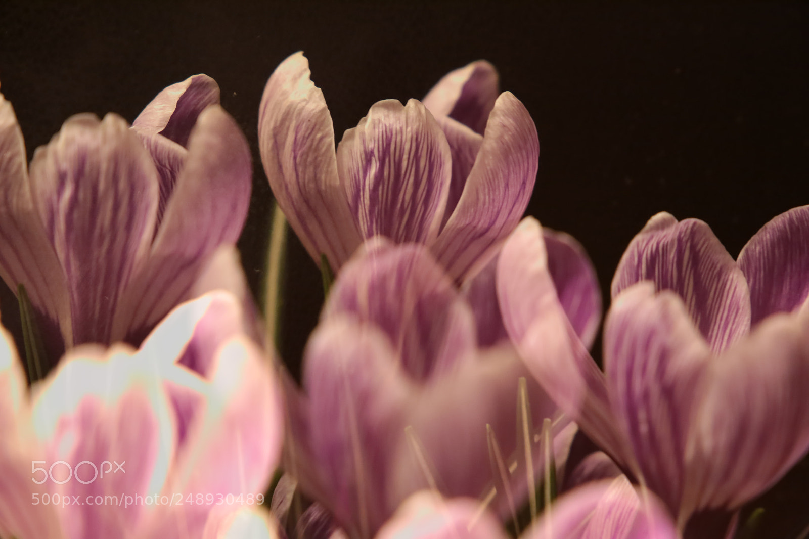 Canon EF 24-105mm F3.5-5.6 IS STM sample photo. Crocus photography