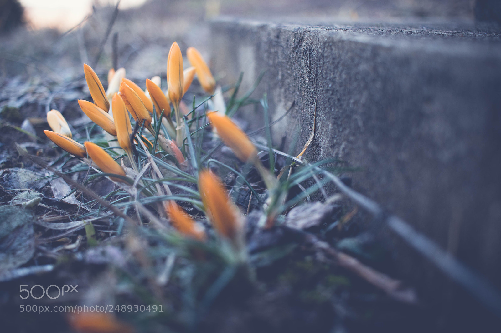 Canon EOS 77D (EOS 9000D / EOS 770D) sample photo. Spring is coming photography