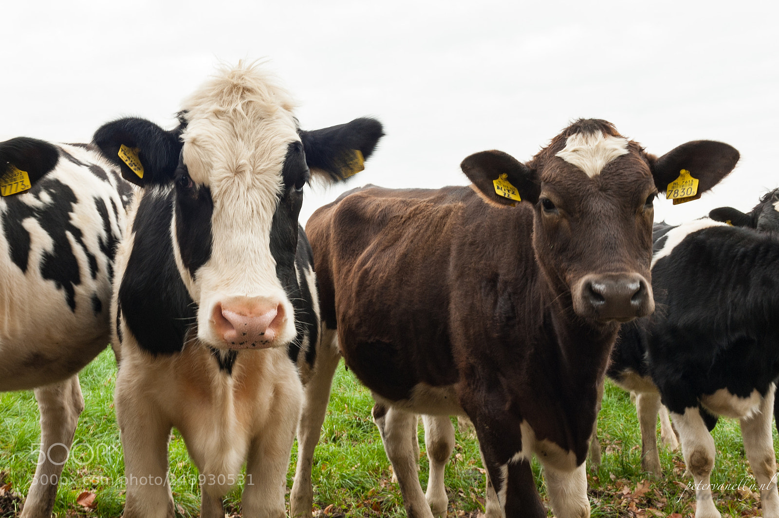 Nikon D700 sample photo. Nosy cows photography