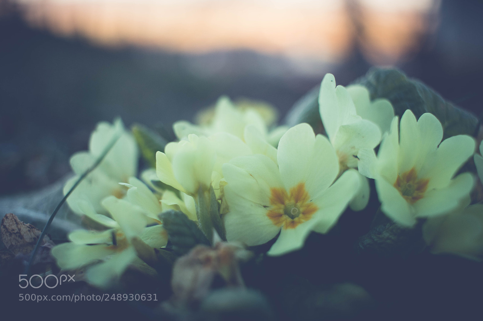 Canon EOS 77D (EOS 9000D / EOS 770D) sample photo. Early flower photography