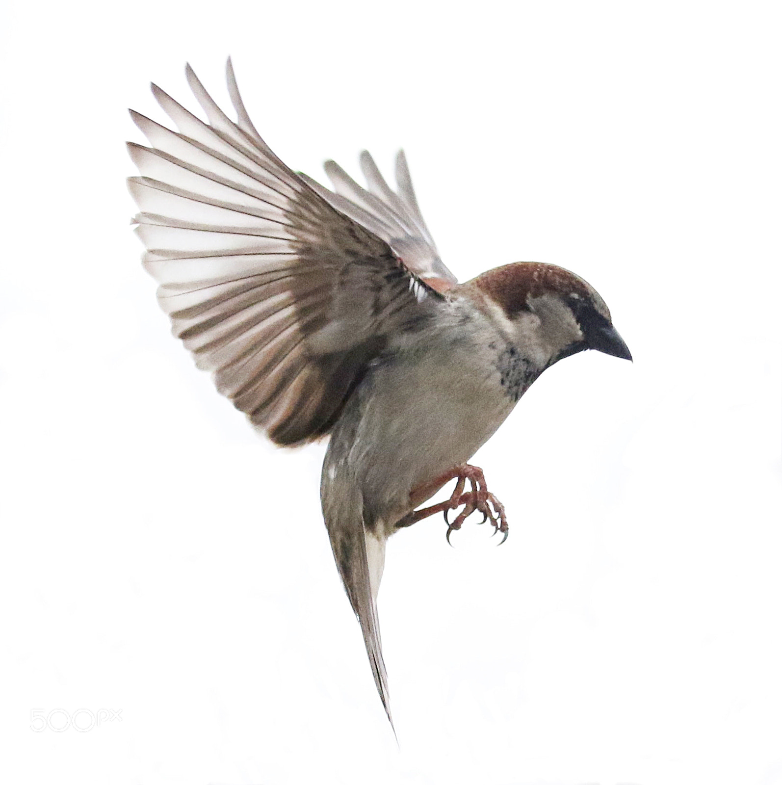 Canon EOS 7D Mark II sample photo. Winged wonder photography