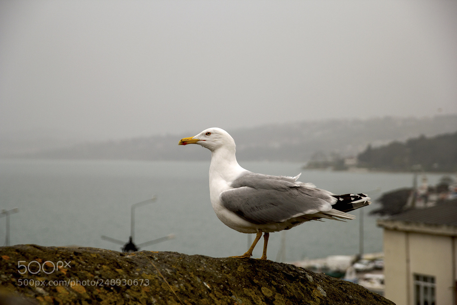 Canon EOS 60D sample photo. Lllll photography