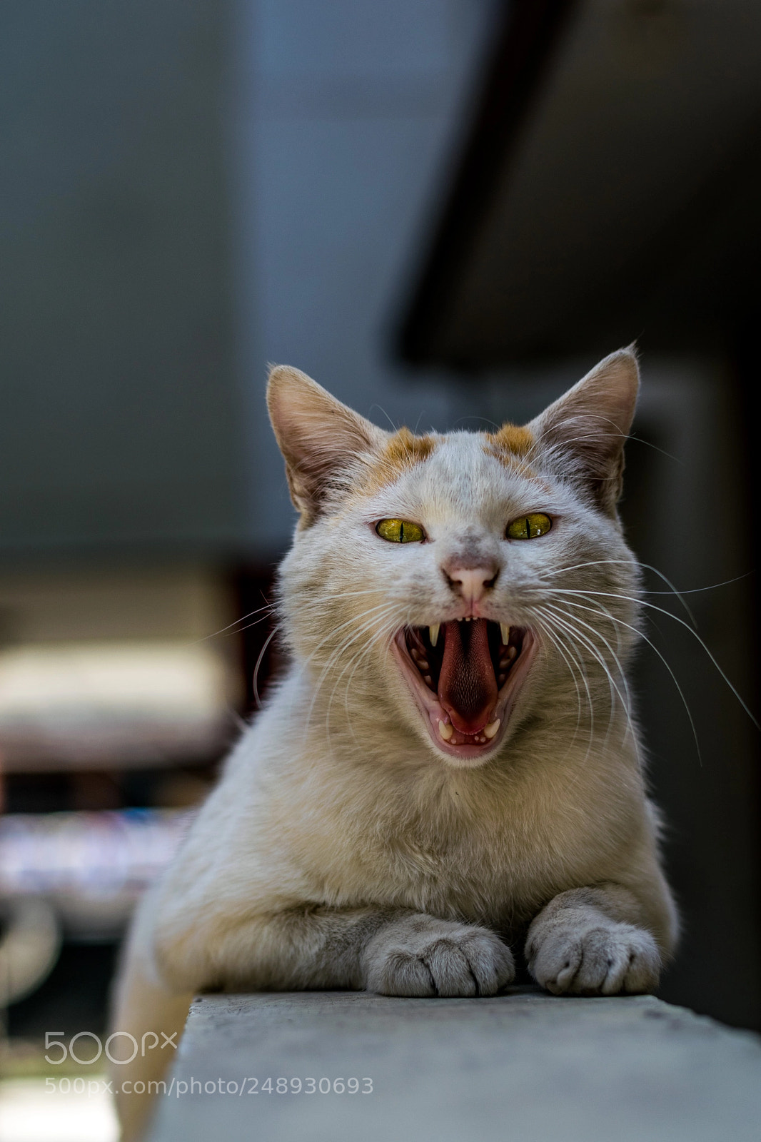 Nikon D3300 sample photo. Cat photography