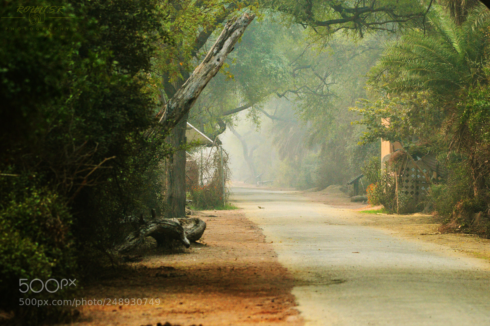 Nikon D3200 sample photo. Jungle soul photography