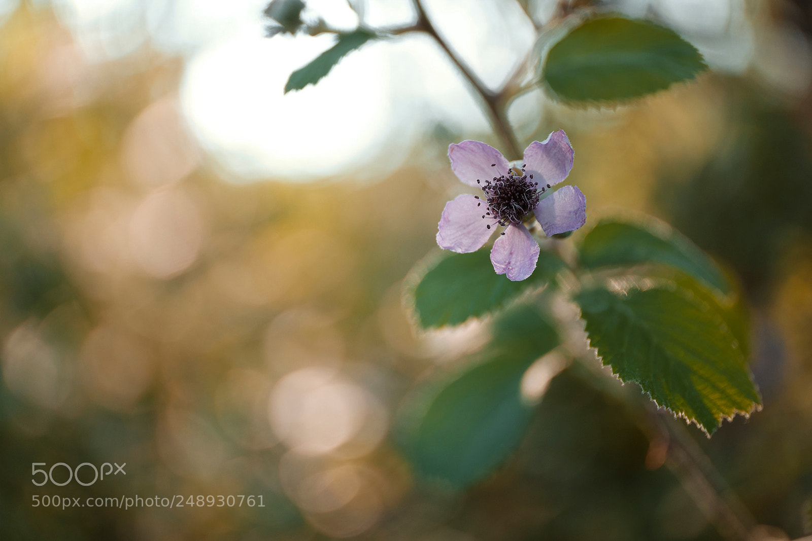 Fujifilm X-T1 sample photo. Dsf photography