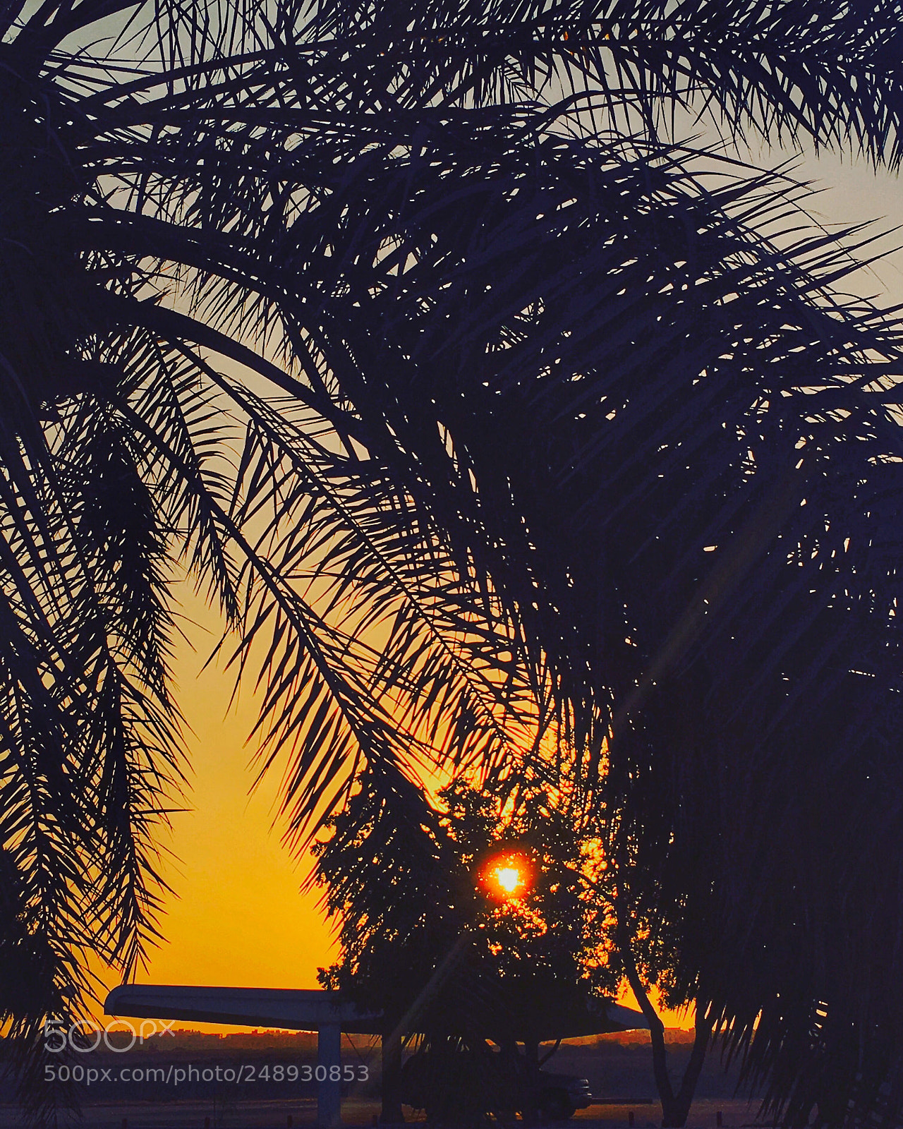 Apple iPhone 6s sample photo. Catching the golden hour ✨ photography