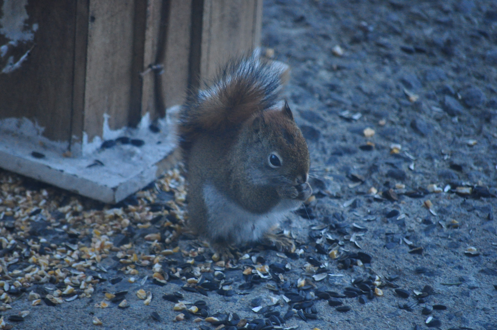 Nikon D5000 sample photo. Yummy photography