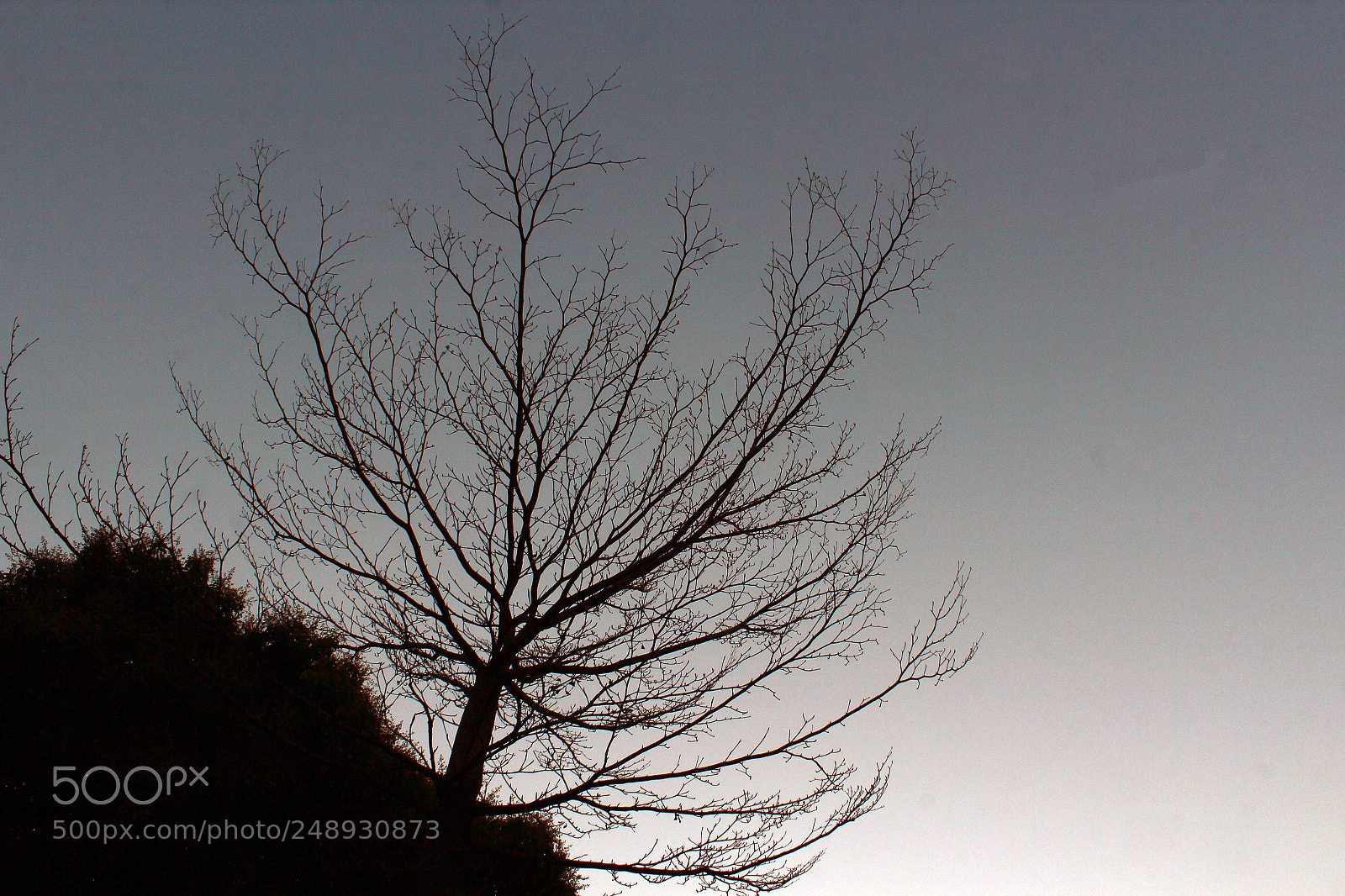 Canon EOS 600D (Rebel EOS T3i / EOS Kiss X5) sample photo. 悟 photography