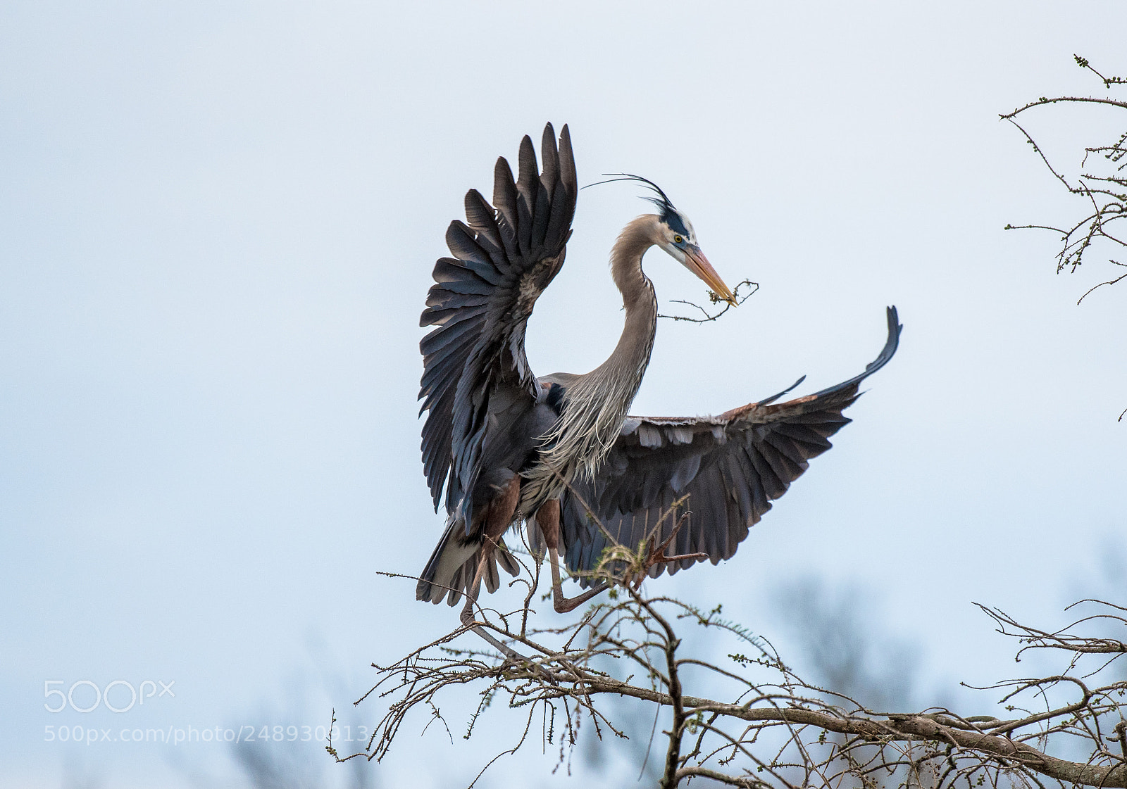 Nikon D750 sample photo. Great blue heron photography