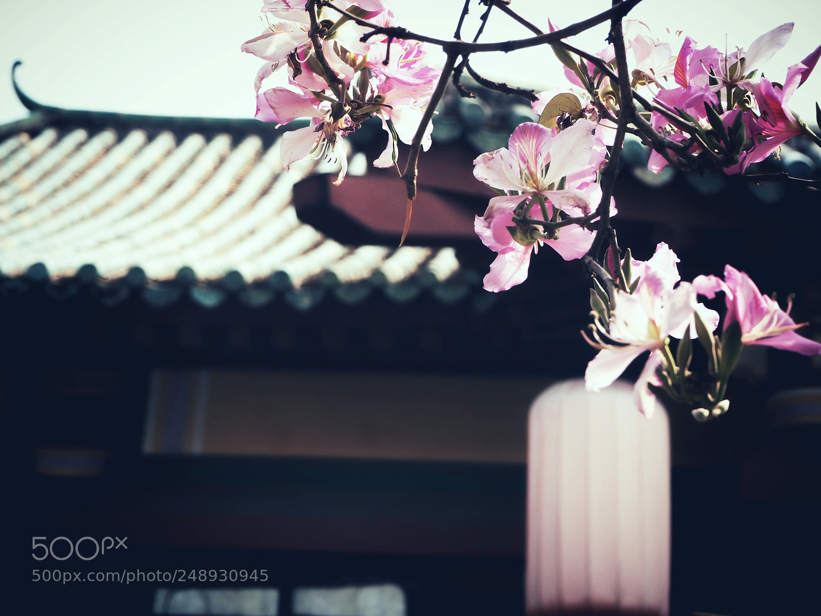 Olympus OM-D E-M10 sample photo. 华农紫荆 photography