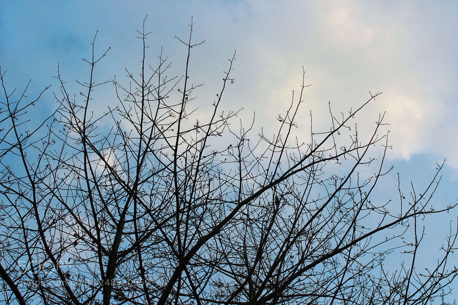 Canon EOS 600D (Rebel EOS T3i / EOS Kiss X5) sample photo. Catch photography