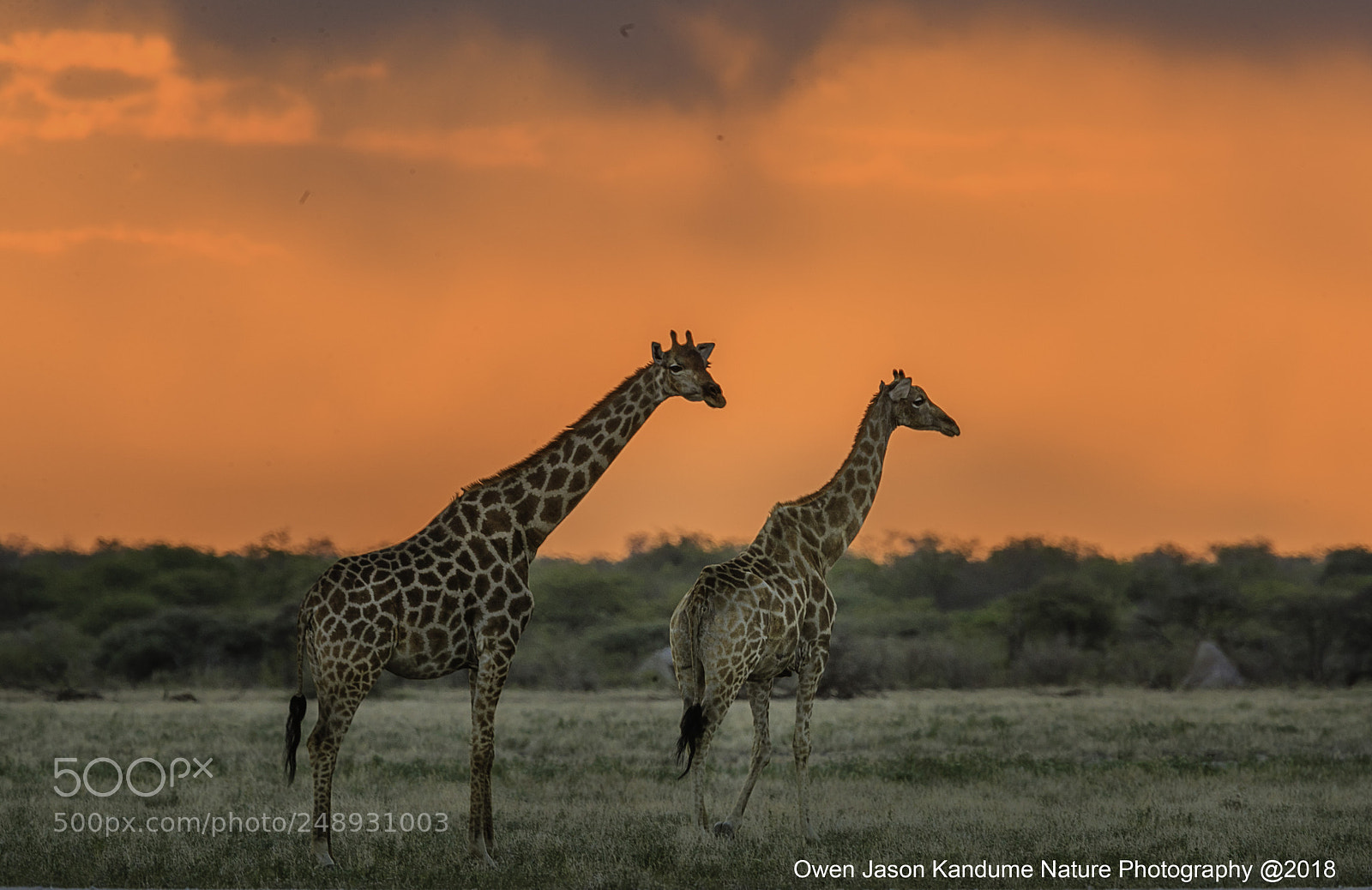 Canon EOS-1D X Mark II sample photo. Giraffe during sunset photography