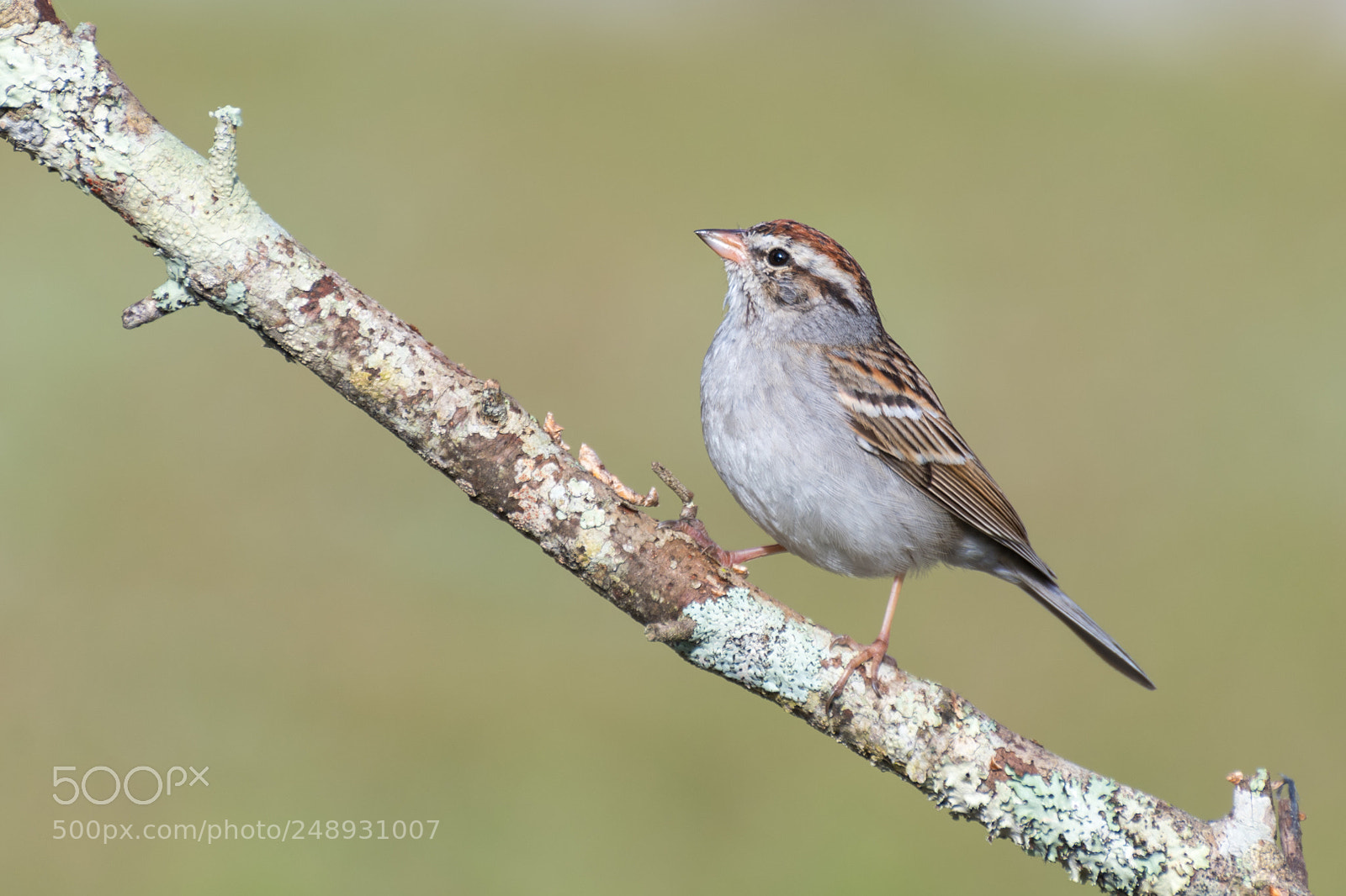 Nikon D500 sample photo. Sparrow photography