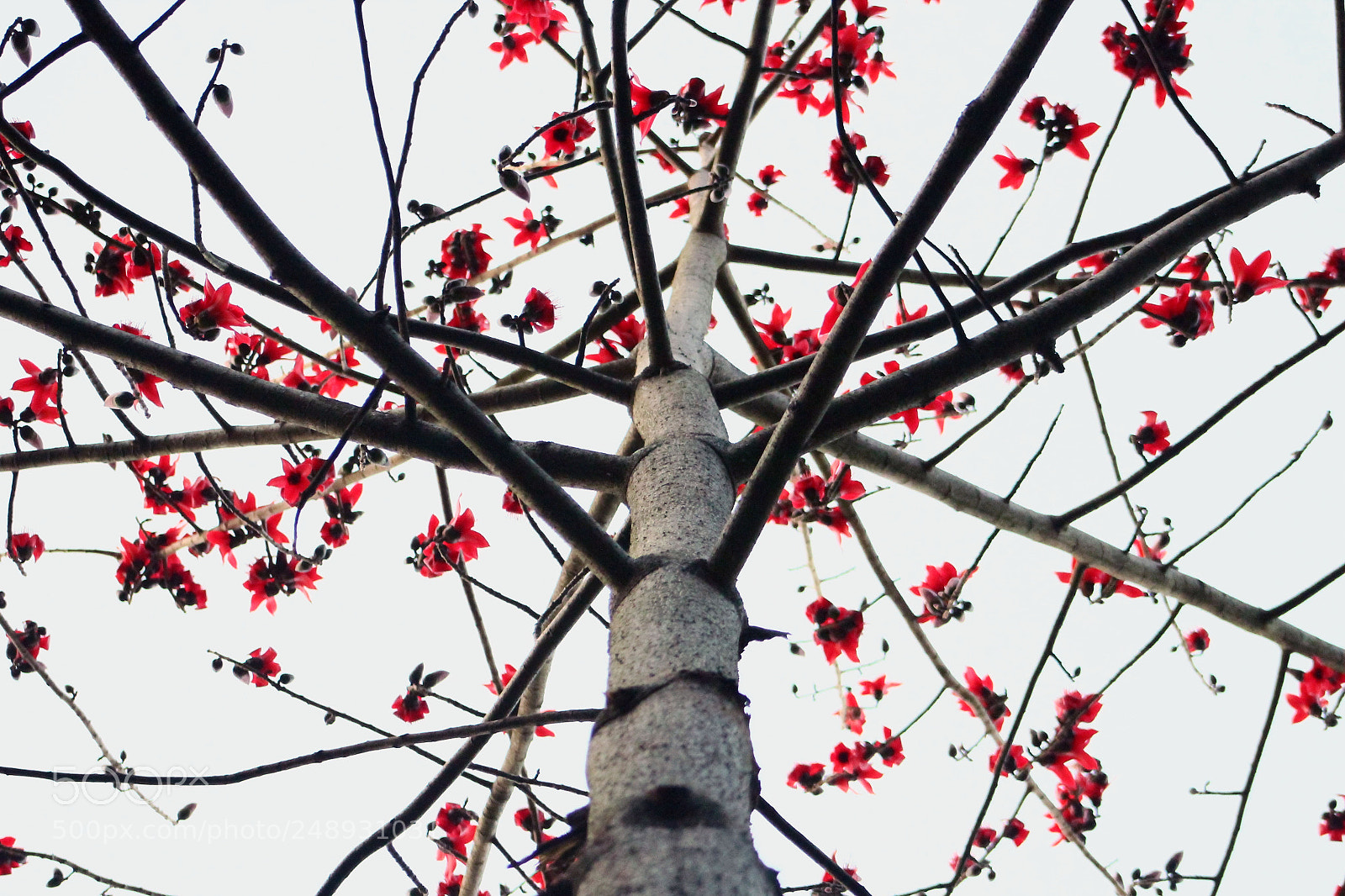 Canon EOS 600D (Rebel EOS T3i / EOS Kiss X5) sample photo. 叠 photography