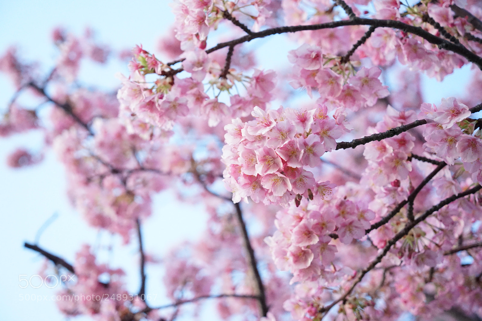 Sony a7 II sample photo. Sakura photography