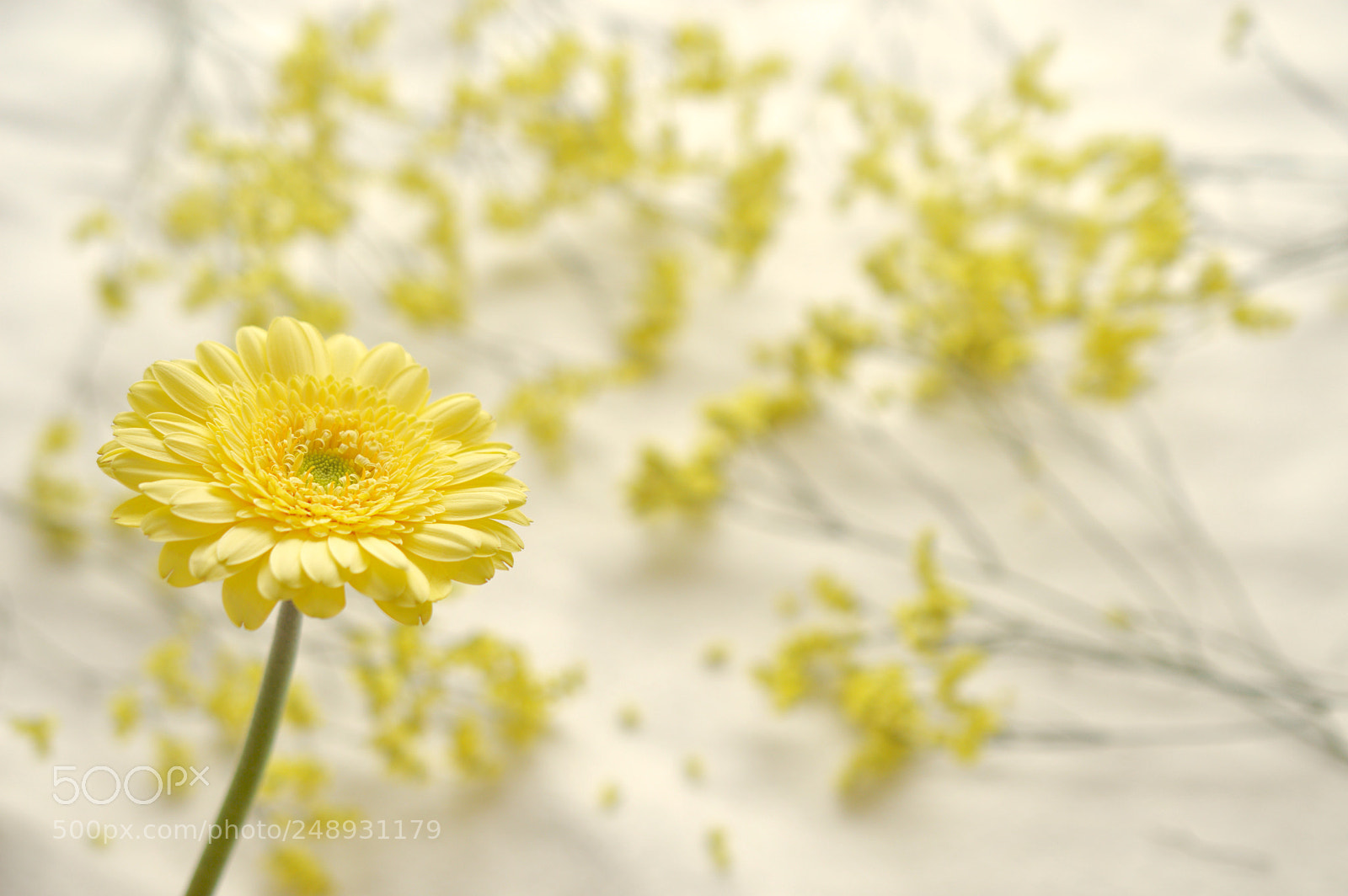 Nikon D3200 sample photo. ❁˚:*:・゜ photography