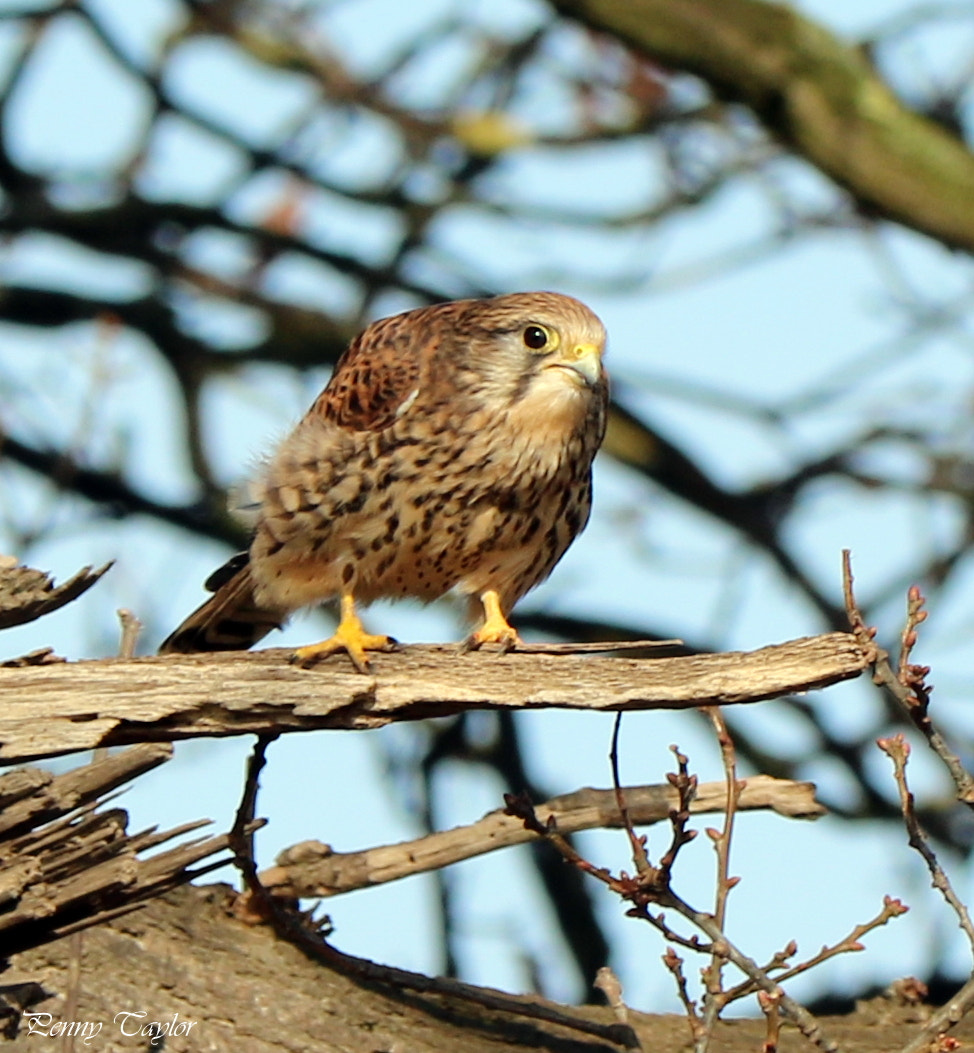 Canon EOS 750D (EOS Rebel T6i / EOS Kiss X8i) sample photo. On the look out photography