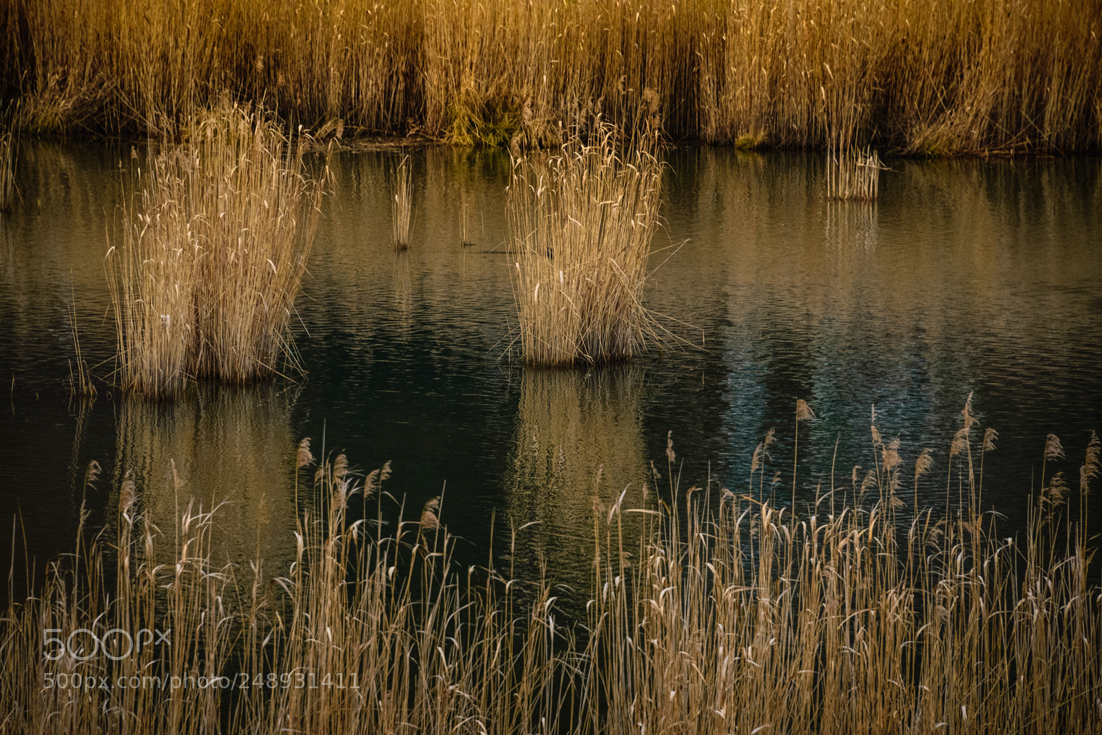 Nikon D600 sample photo. Untitled photography