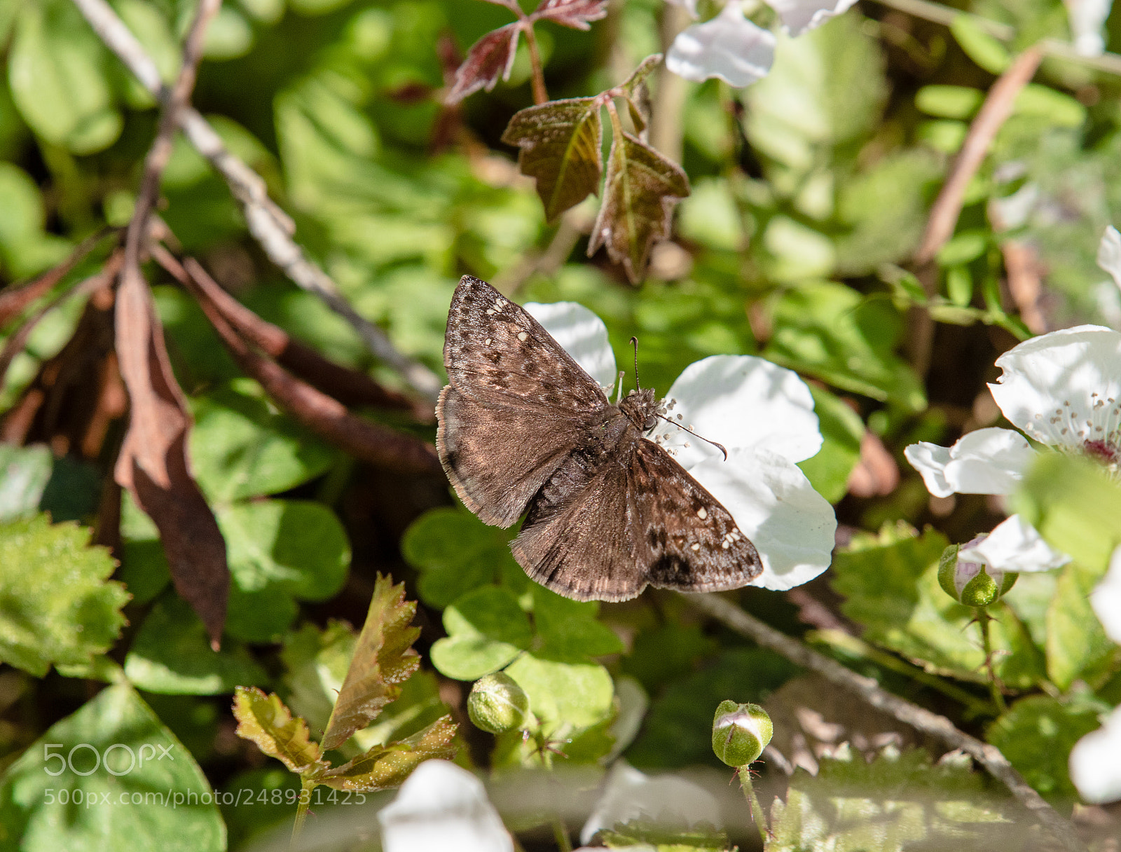 Nikon D750 sample photo. Skipper butterfly on flower photography