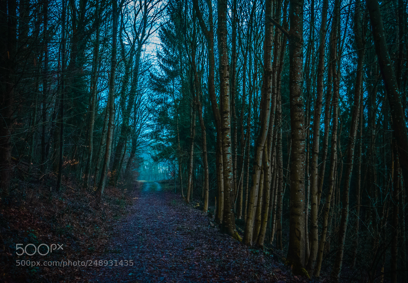 Nikon D600 sample photo. The woods, darkly photography