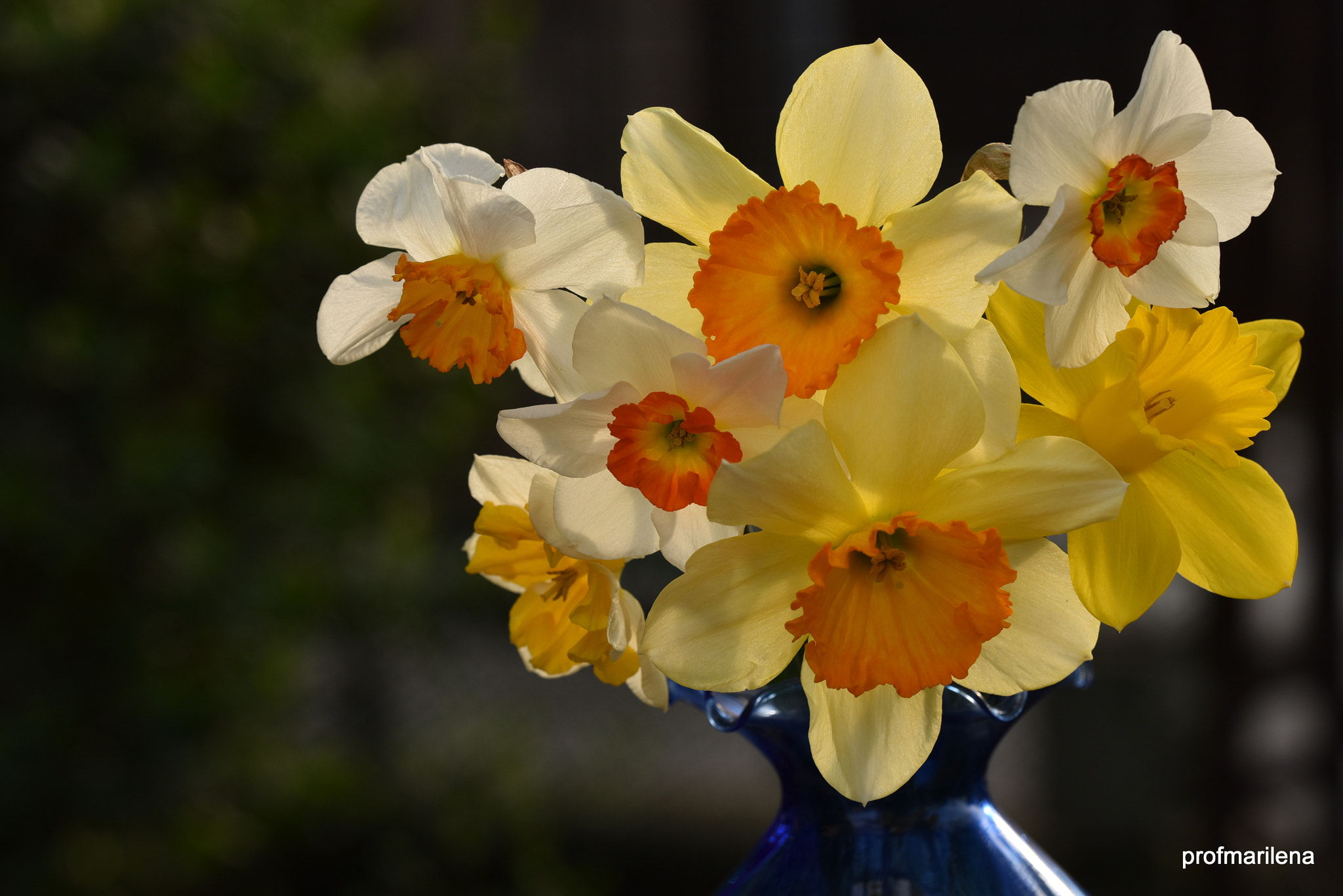 Nikon D810 sample photo. Daffodils photography