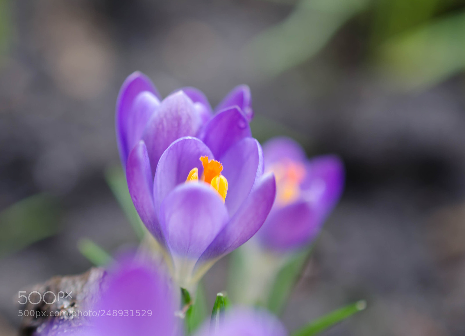 Nikon D5100 sample photo. Krokus photography