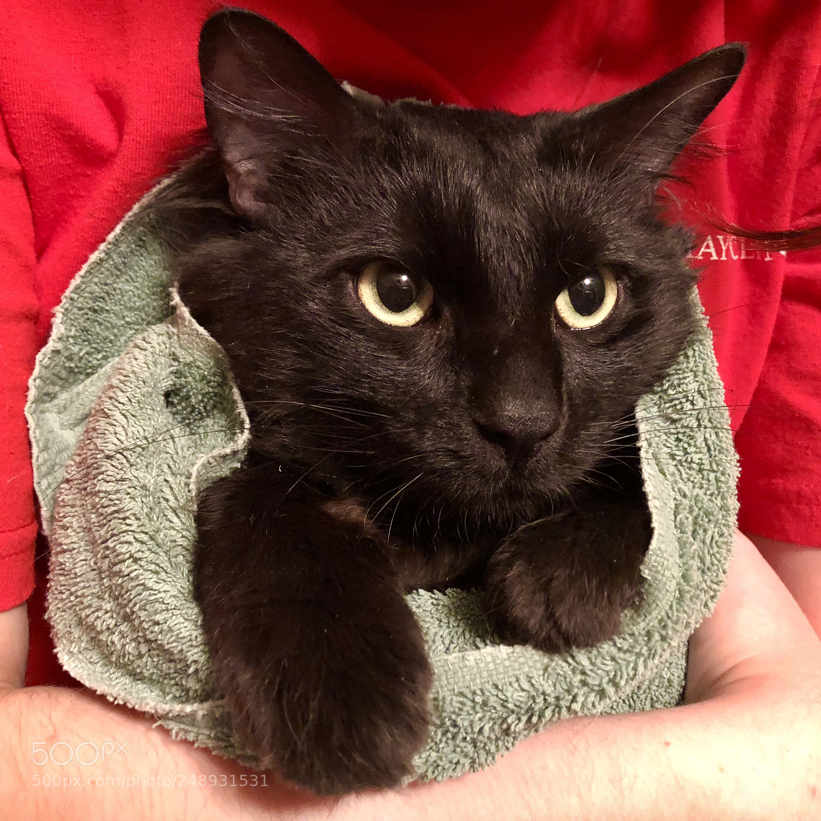 Apple iPhone 8 Plus sample photo. Kitty burrito photography