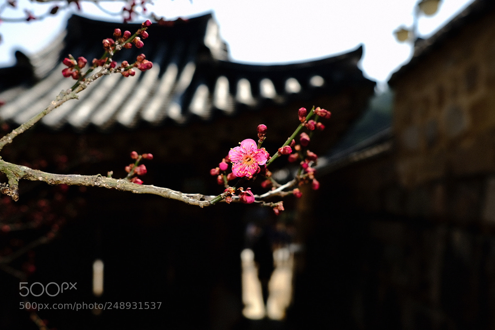 Fujifilm X-Pro2 sample photo. Untitled photography