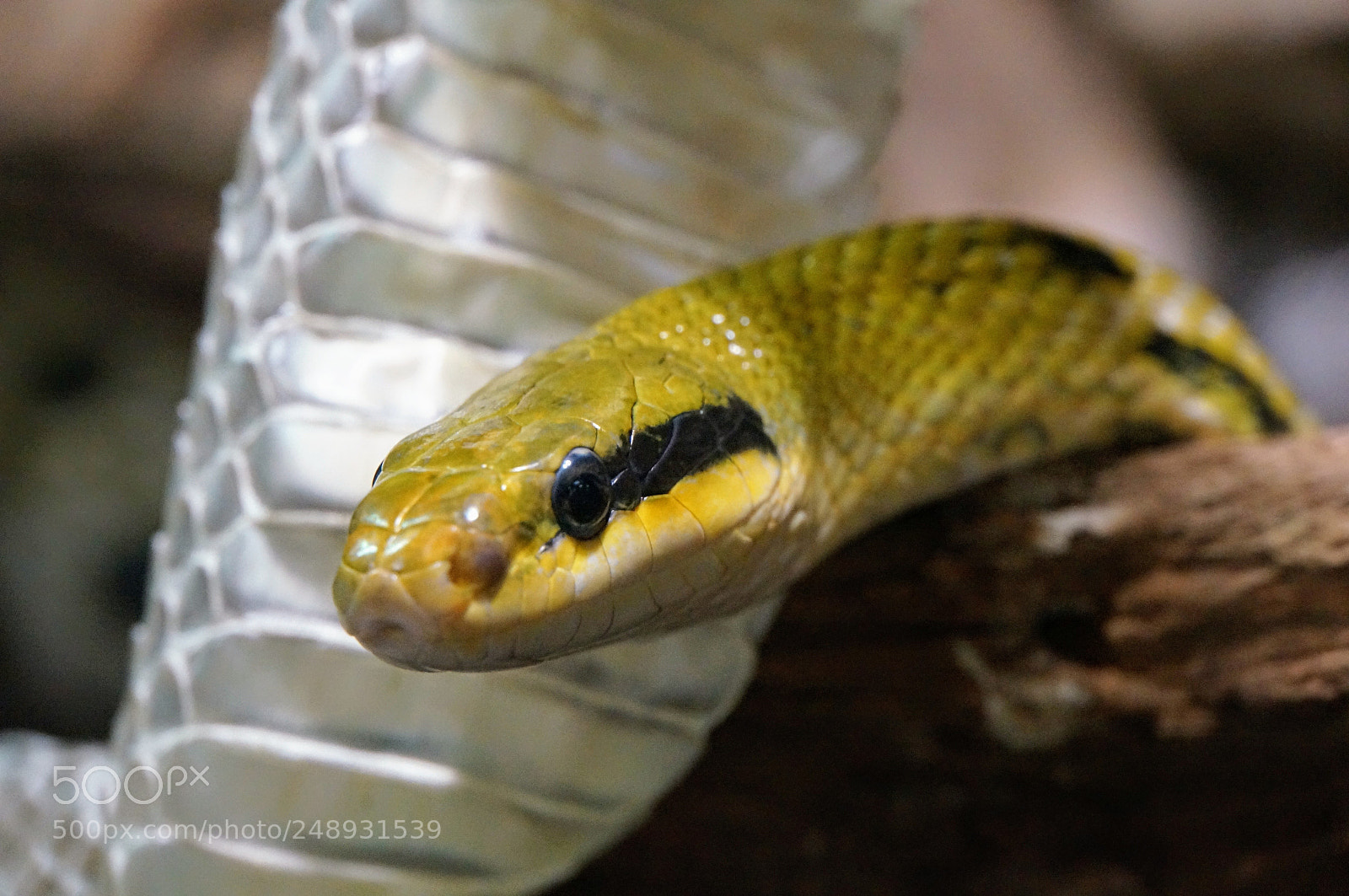 Sony Alpha NEX-5T sample photo. Yellow snake photography