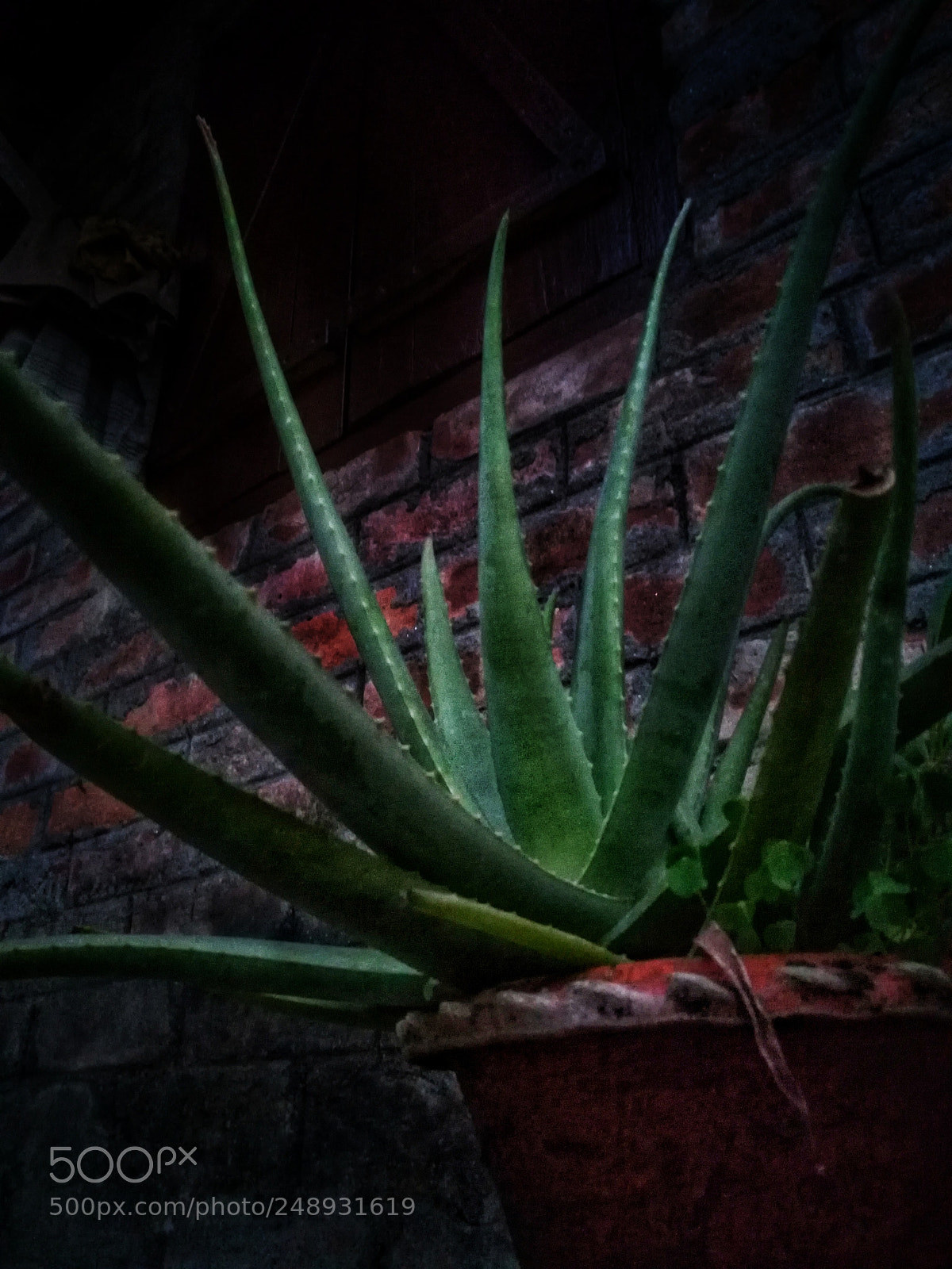 HUAWEI honor 6x sample photo. Aloe vera photography