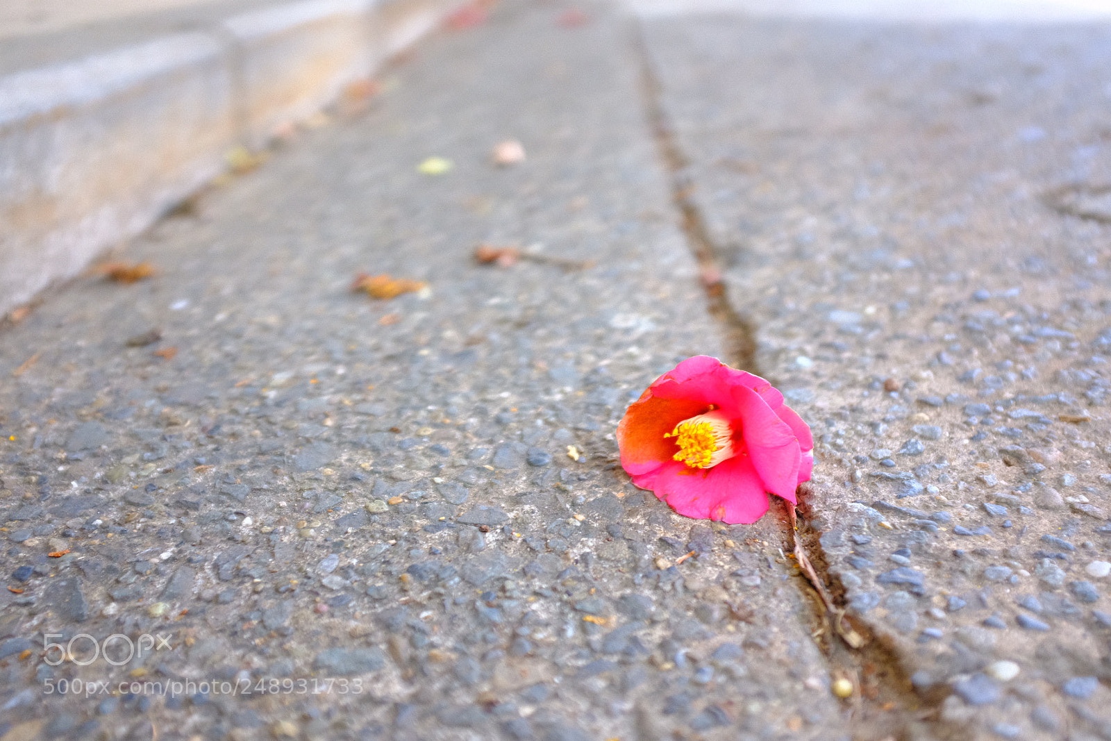 Fujifilm X100F sample photo. I found winter will photography