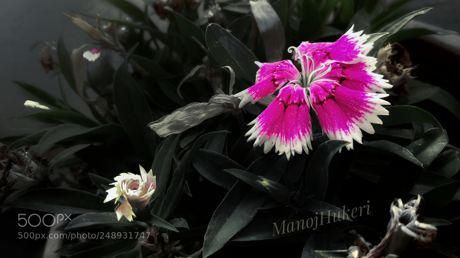 Xiaomi MI 5 sample photo. Untitled photography