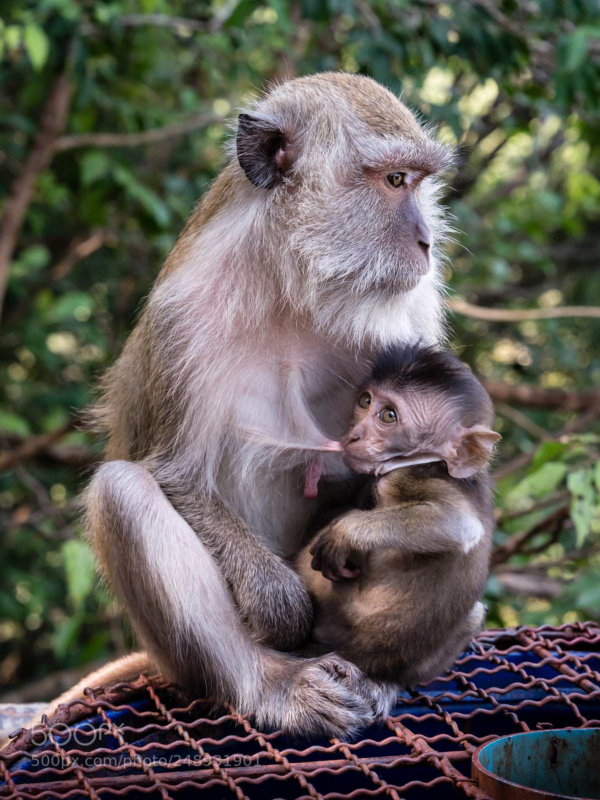 Sony a7R III sample photo. Monkeys photography