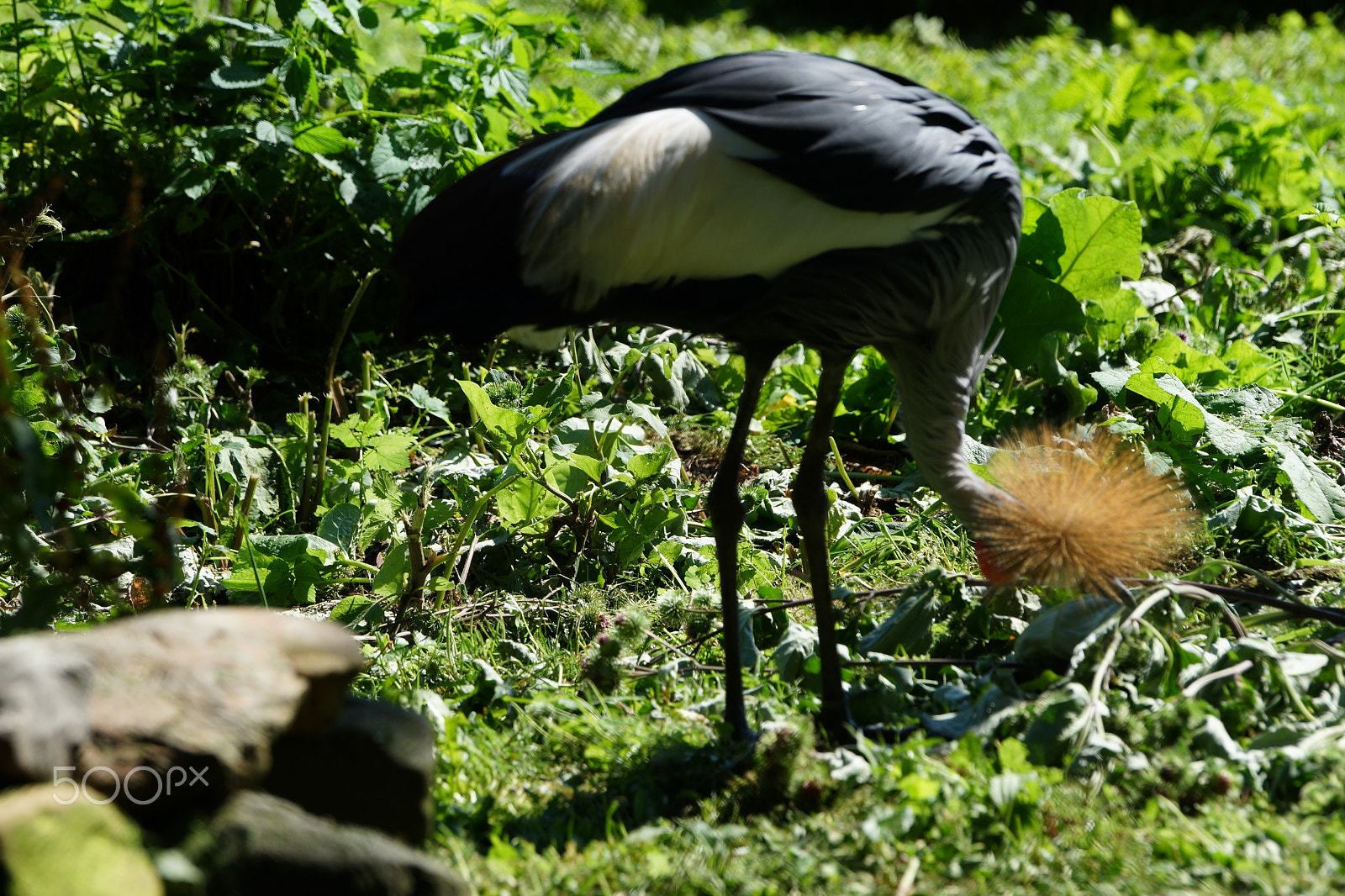 Sony a99 II sample photo. Crown crane photography