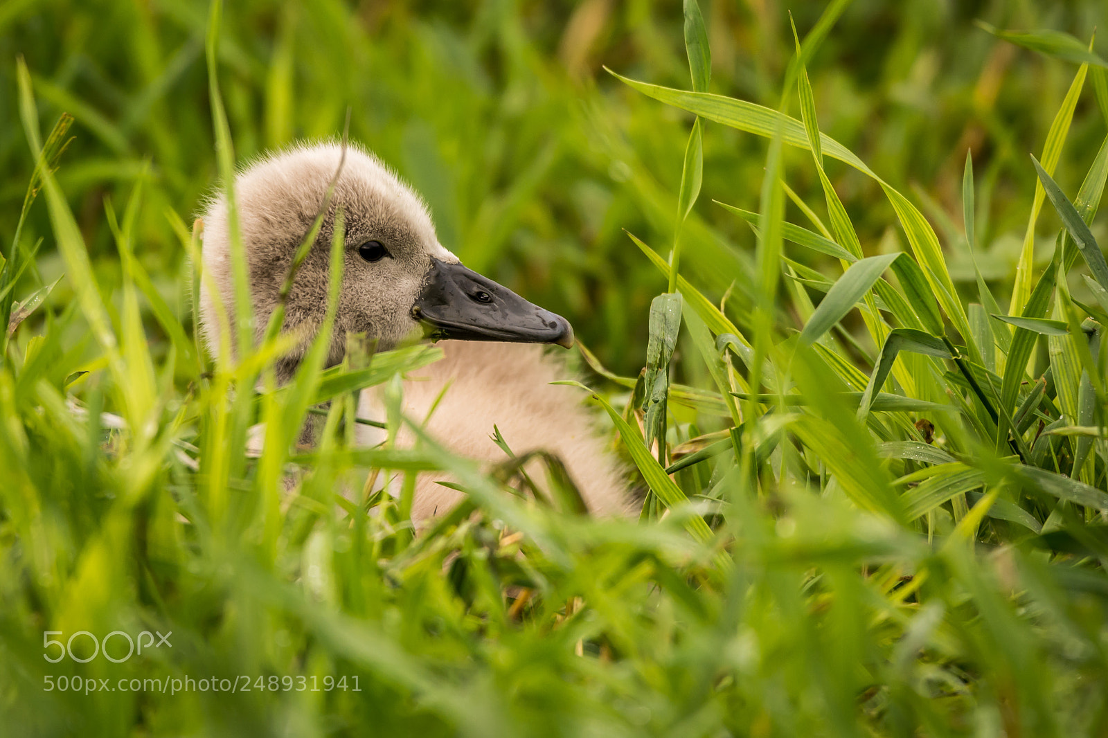 Nikon D7100 sample photo. Baby swan photography