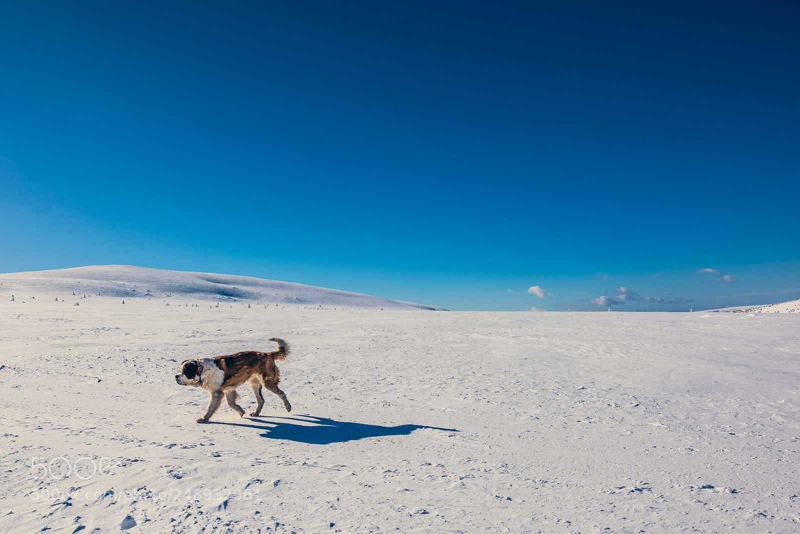 Nikon D810 sample photo. I'm walking in the photography