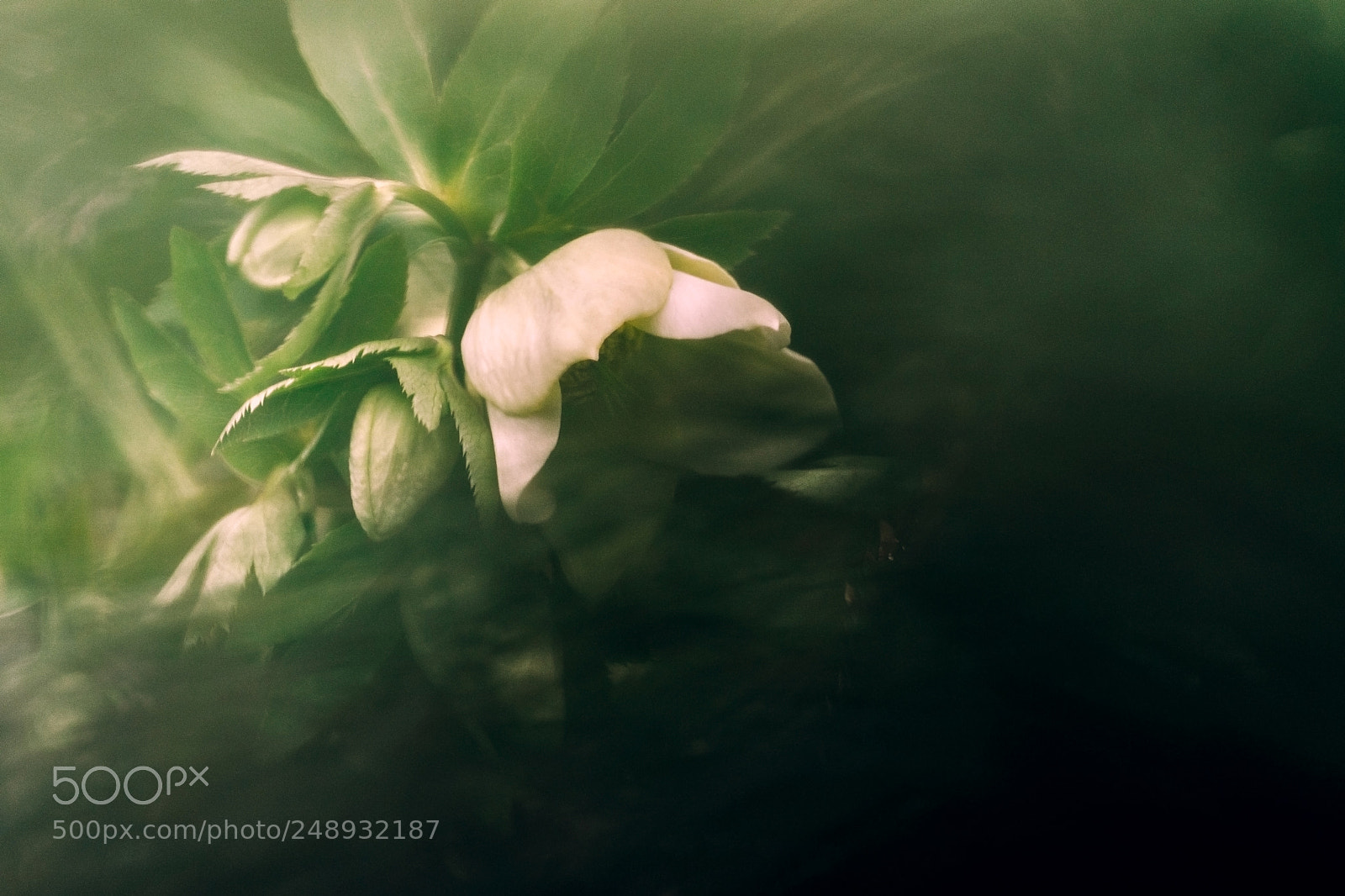 Sony a9 sample photo. Christmas rose contemplation photography