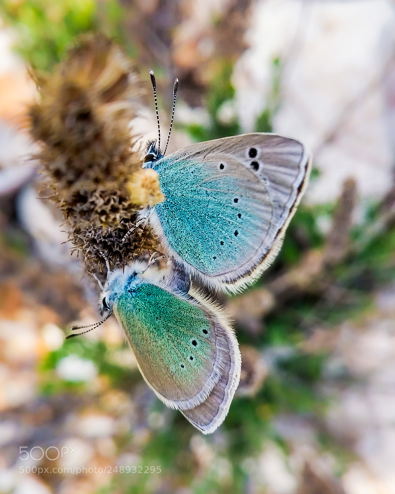 LG G3 sample photo. (fuzzy wings)² photography