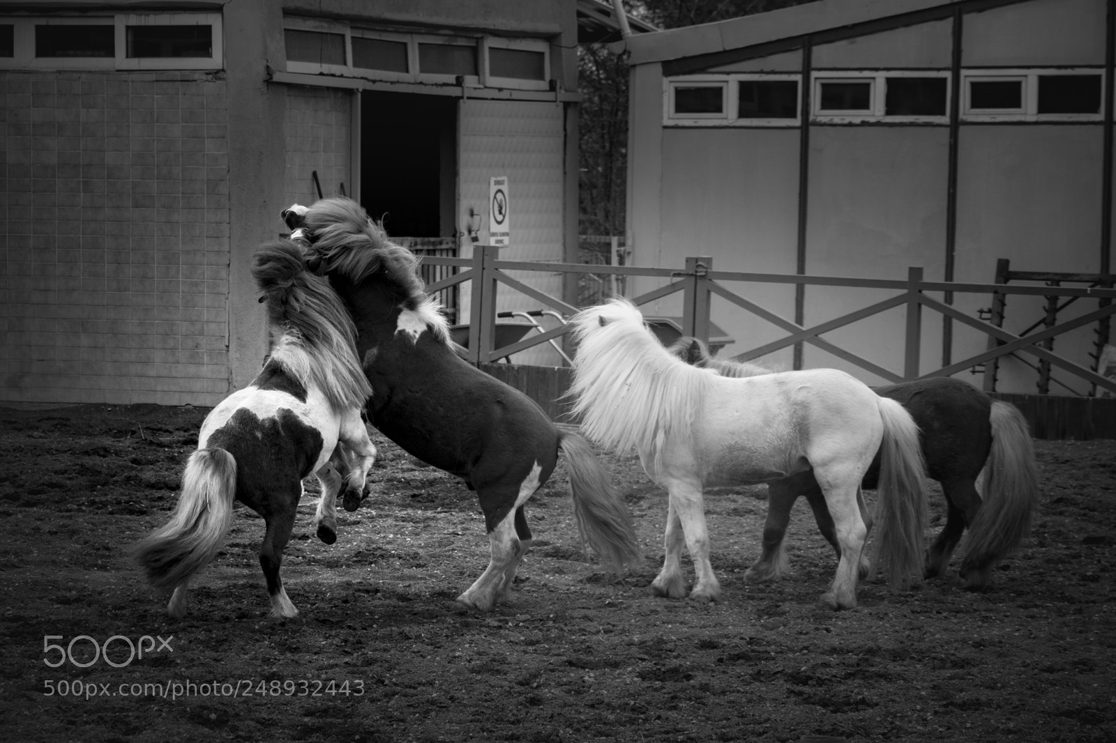 Canon EOS 7D Mark II sample photo. Horses photography