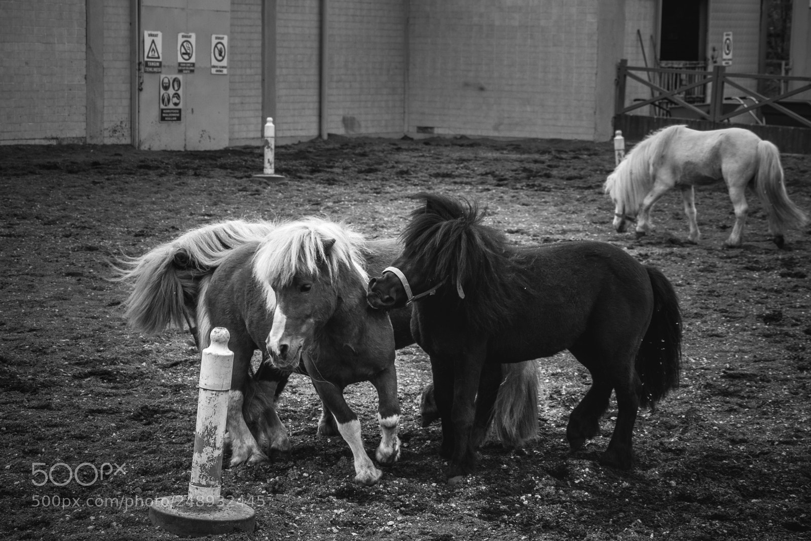 Canon EOS 7D Mark II sample photo. Horses photography
