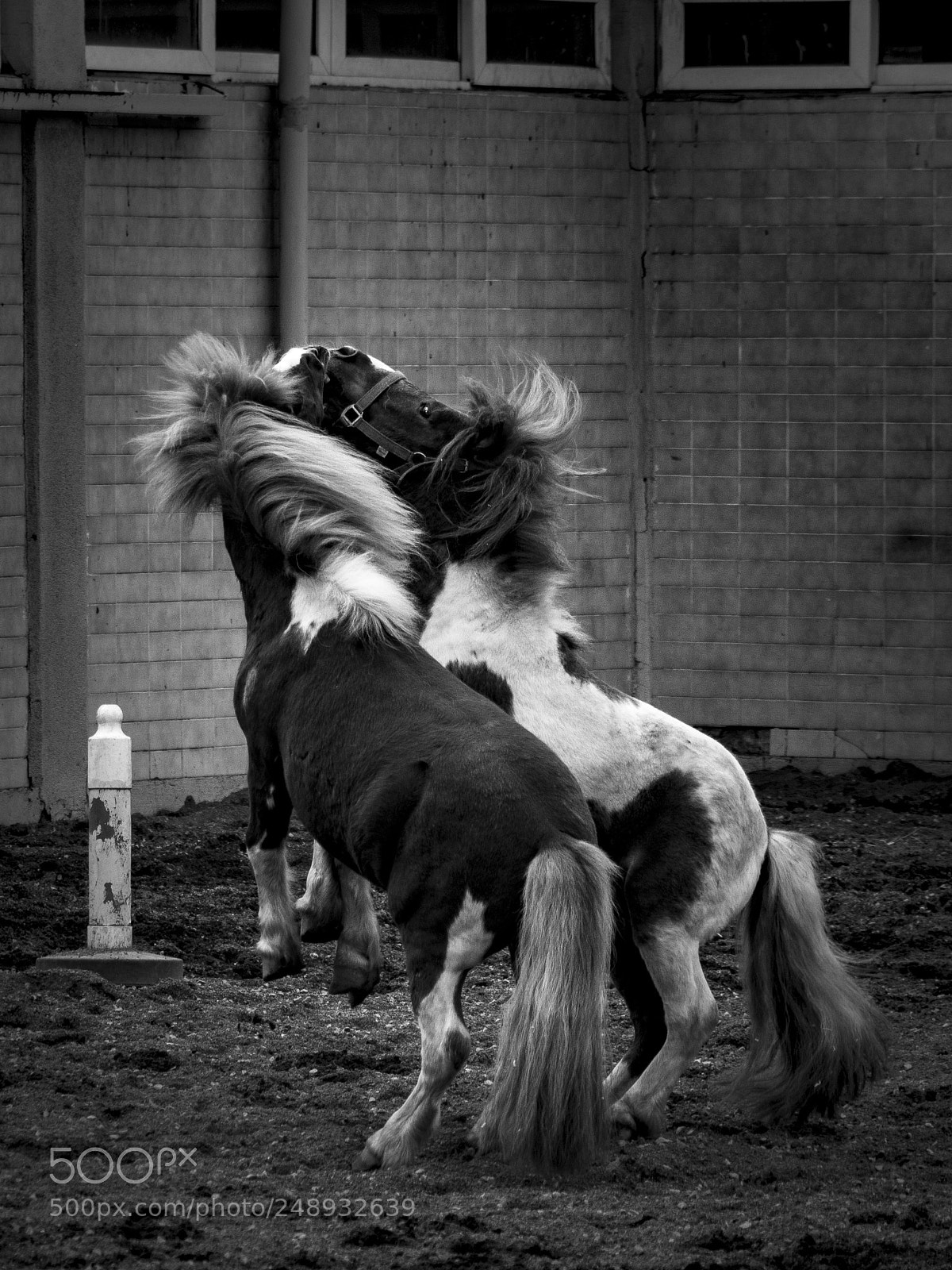 Canon EOS 7D Mark II sample photo. Horses photography