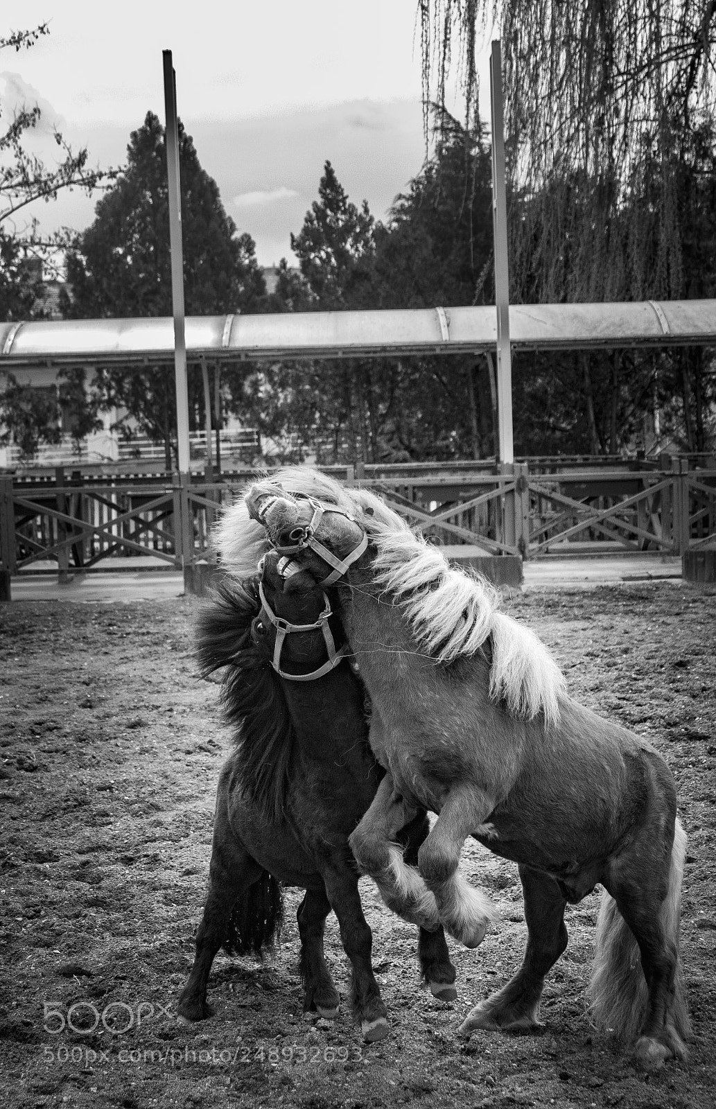 Canon EOS 7D Mark II sample photo. Horses photography