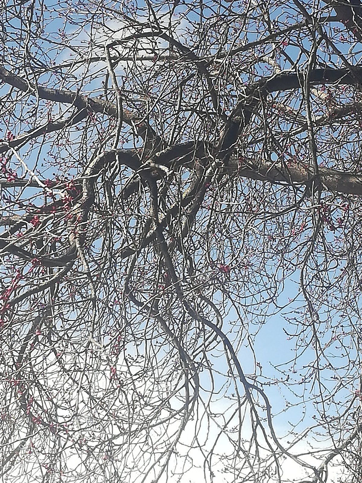 HUAWEI honor 6x sample photo. Untitled photography