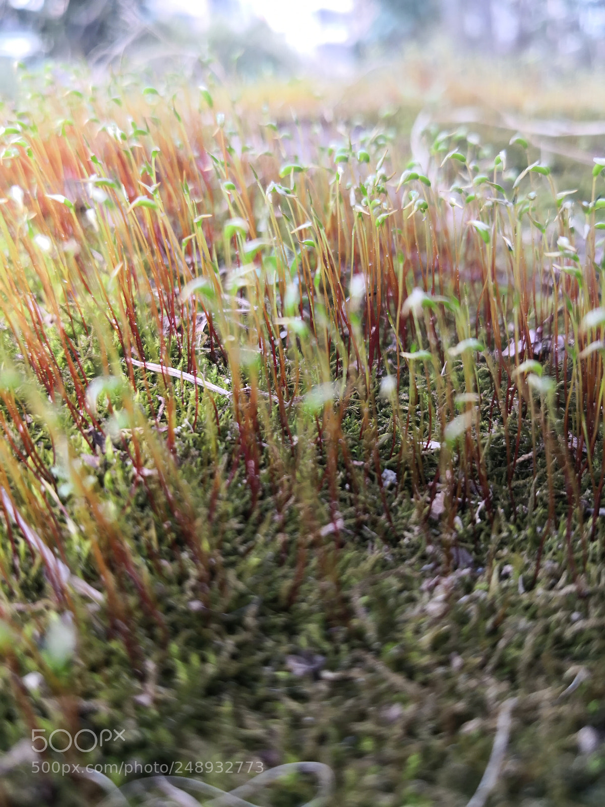 HUAWEI Mate 10 Pro sample photo. 苔藓 photography