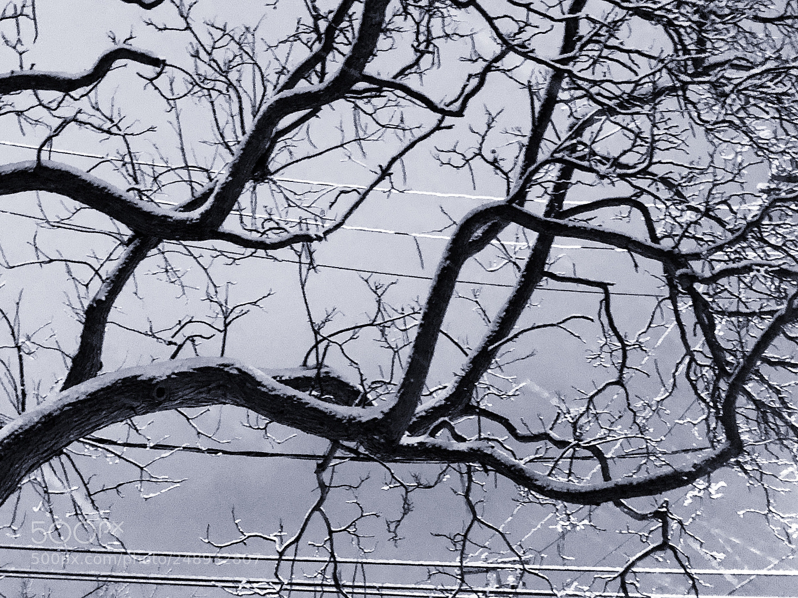 Apple iPhone X sample photo. Eerie tree at night photography