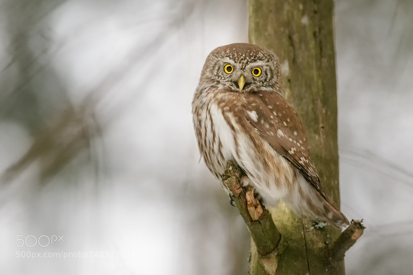 Canon EOS-1D X sample photo. Pygmy owl photography