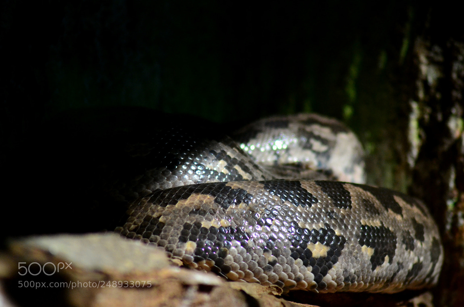 Nikon D3100 sample photo. Python photography
