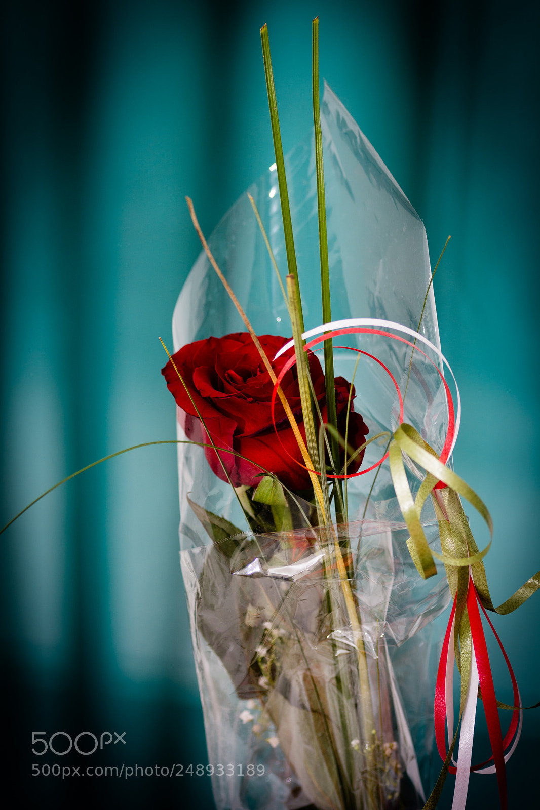 Nikon D7100 sample photo. Womans day rose photography