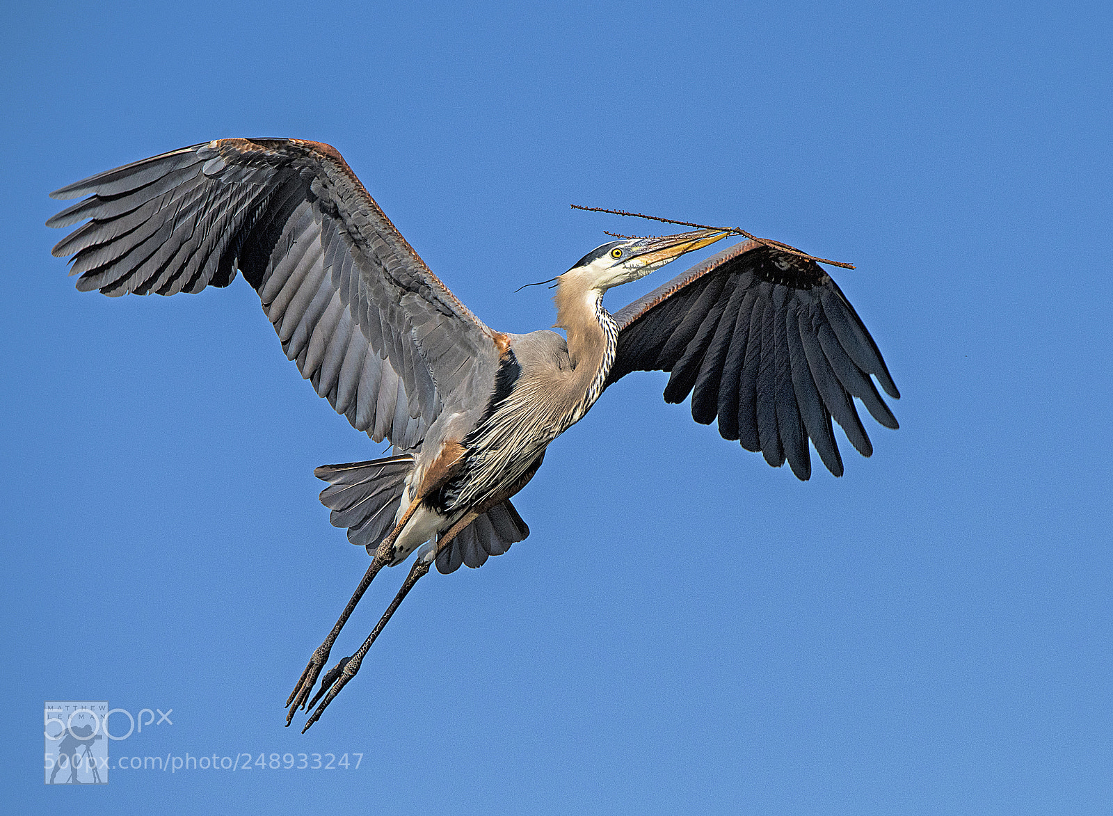 Nikon D810 sample photo. Nest building  1661 photography
